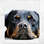 Rotwieller Canvas 16  x 20 