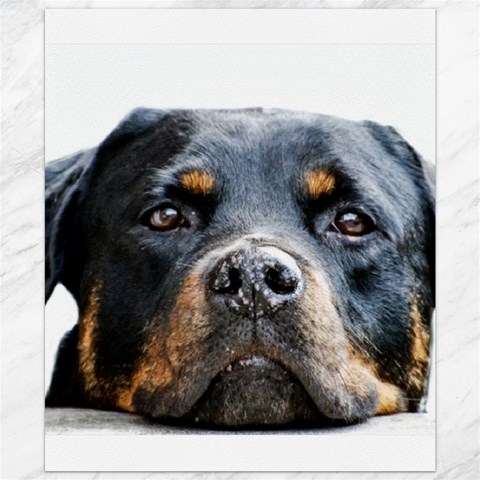Rotwieller Canvas 20  x 24  from ArtsNow.com 19.57 x23.15  Canvas - 1