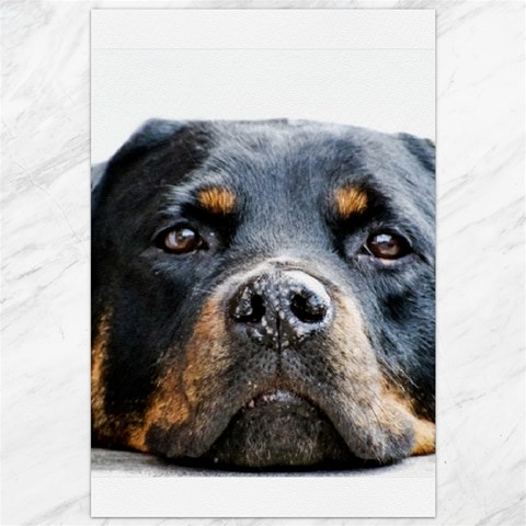 Rotwieller Canvas 20  x 30  from ArtsNow.com 19.62 x28.9  Canvas - 1