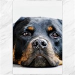 Rotwieller Canvas 20  x 30 