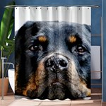 Rotwieller Shower Curtain 60  x 72  (Medium)