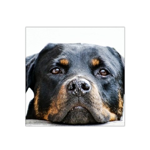 Rotwieller Satin Bandana Scarf from ArtsNow.com Front