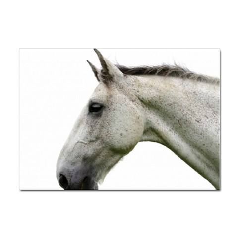 White Horse Sticker A4 (10 pack) from ArtsNow.com Front