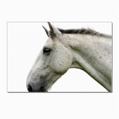 White Horse Postcard 4 x 6  (Pkg of 10) from ArtsNow.com Front