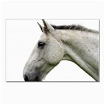 White Horse Postcards 5  x 7  (Pkg of 10)