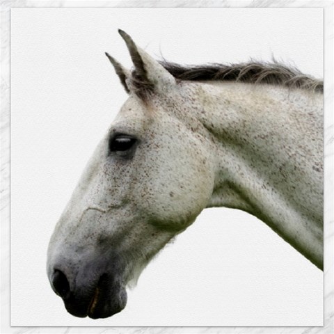 White Horse Canvas 12  x 12  from ArtsNow.com 11.4 x11.56  Canvas - 1