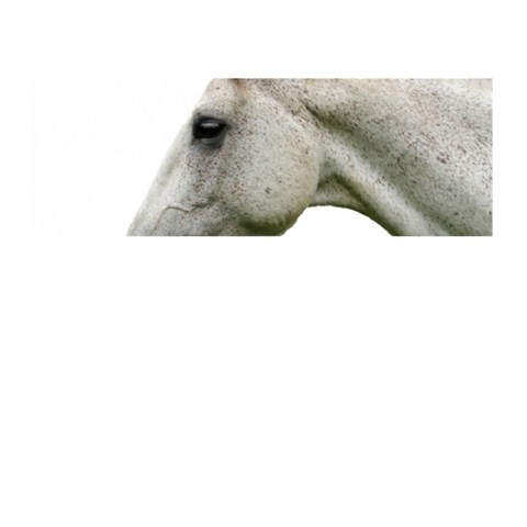White Horse Memory Card Reader (Stick) from ArtsNow.com Front