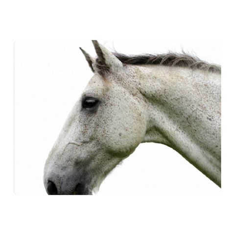 White Horse Double Sided Flano Blanket (Mini) from ArtsNow.com 35 x27  Blanket Front