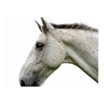White Horse Double Sided Flano Blanket (Mini)