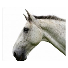 White Horse Double Sided Flano Blanket (Small) from ArtsNow.com 50 x40  Blanket Back
