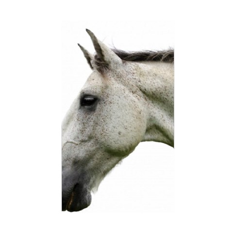 White Horse Duvet Cover (Single Size) from ArtsNow.com Duvet Quilt