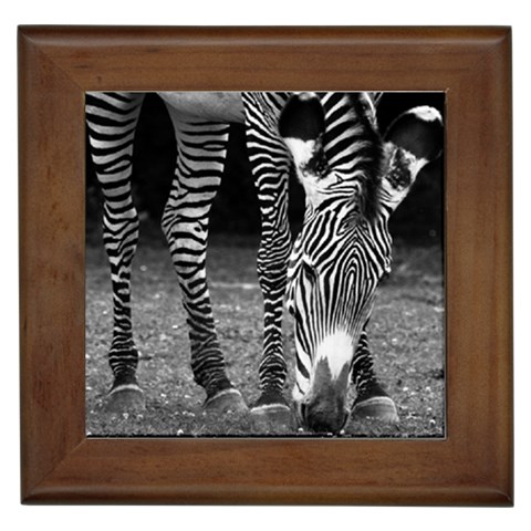 Zebra Framed Tile from ArtsNow.com Front