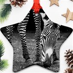 Zebra Ornament (Star)