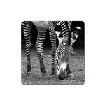 Zebra Magnet (Square)
