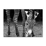 Zebra Sticker A4 (10 pack)