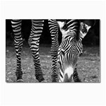 Zebra Postcard 4 x 6  (Pkg of 10)