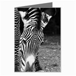 Zebra Greeting Card