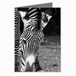 Zebra Greeting Cards (Pkg of 8)