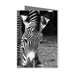 Zebra Mini Greeting Cards (Pkg of 8)
