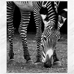 Zebra Canvas 8  x 10 