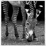 Zebra Canvas 12  x 12 