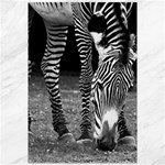 Zebra Canvas 12  x 18 