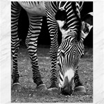Zebra Canvas 16  x 20 