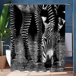 Zebra Shower Curtain 60  x 72  (Medium)