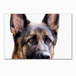 German Shepherd Dog Postcard 4  x 6 