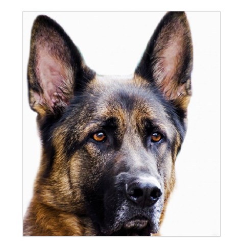 German Shepherd Dog Duvet Cover Double Side (King Size) from ArtsNow.com Back
