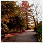 Leo Harrison St Pk  Path 2 Canvas 20  x 20 