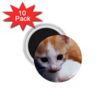 Cute Kitten 1.75  Magnet (10 pack) 