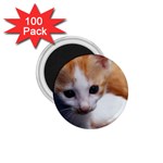 Cute Kitten 1.75  Magnet (100 pack) 