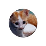 Cute Kitten Rubber Round Coaster (4 pack)