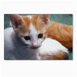 Cute Kitten Postcards 5  x 7  (Pkg of 10)