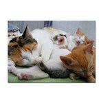 Sleeping Kittens Sticker A4 (100 pack)