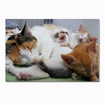 Sleeping Kittens Postcard 4 x 6  (Pkg of 10)