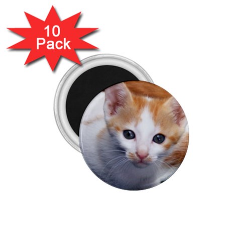 Cute Kitten 2 1.75  Magnet (10 pack)  from ArtsNow.com Front