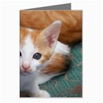 Cute Kitten 2 Greeting Card