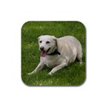 Labrador Retriever Dog M1 Rubber Square Coaster (4 pack)