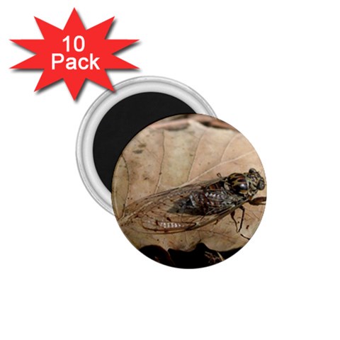 Harvest Fly 1.75  Magnet (10 pack)  from ArtsNow.com Front