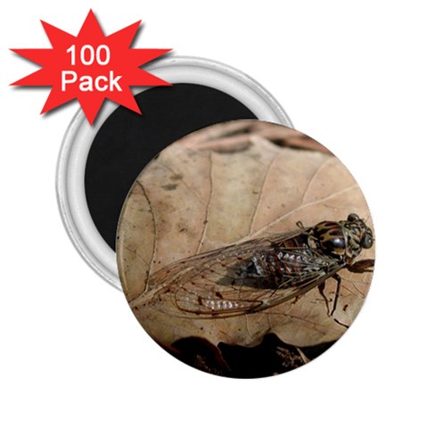 Harvest Fly 2.25  Magnet (100 pack)  from ArtsNow.com Front