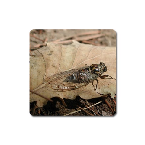 Harvest Fly Magnet (Square) from ArtsNow.com Front