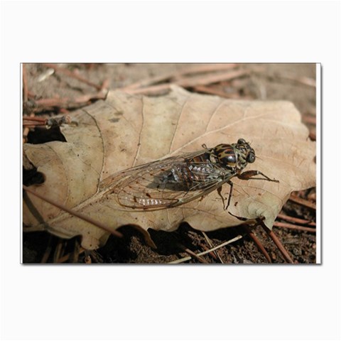 Harvest Fly Postcards 5  x 7  (Pkg of 10) from ArtsNow.com Front