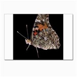 Bulgaria Butterfly Postcards 5  x 7  (Pkg of 10)