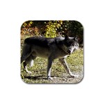 Wolf Teething Rubber Square Coaster (4 pack)