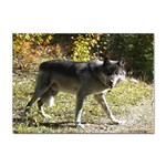 Wolf Teething Sticker A4 (10 pack)