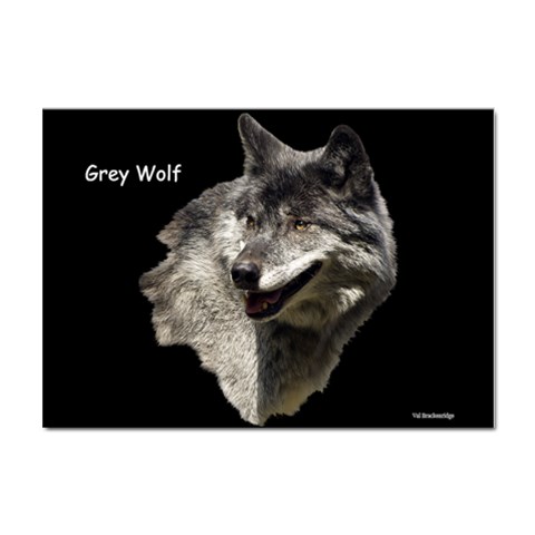 Wolf Head  Sticker A4 (10 pack) from ArtsNow.com Front