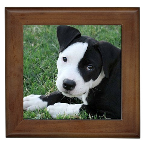 American Pit Bull Puppy Framed Tile from ArtsNow.com Front