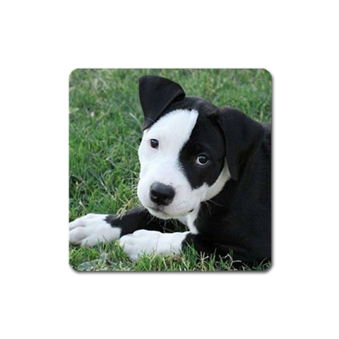 American Pit Bull Puppy Magnet (Square) from ArtsNow.com Front